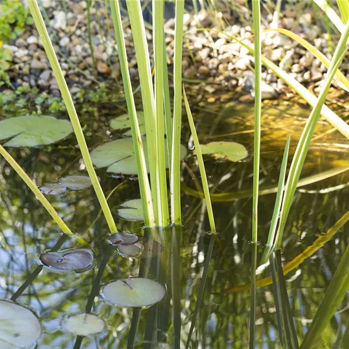 Lebensraum Gartenteich – die artenreiche WG Lebensraum Gartenteich – die artenreiche WG