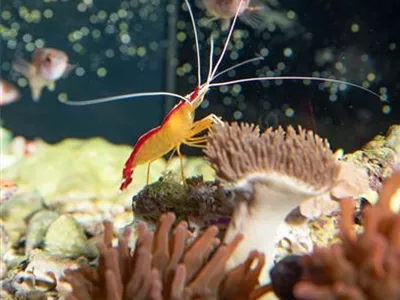 Alles an seinem Platz – der richtige Standort fürs Aquarium Alles an seinem Platz – der richtige Standort fürs Aquarium