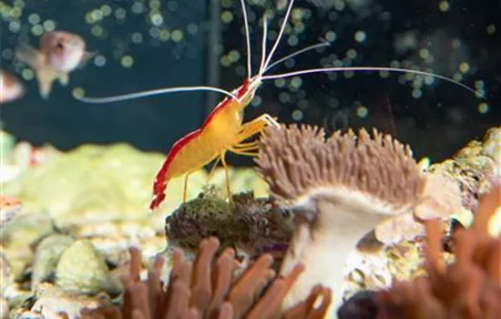 Alles an seinem Platz – der richtige Standort fürs Aquarium