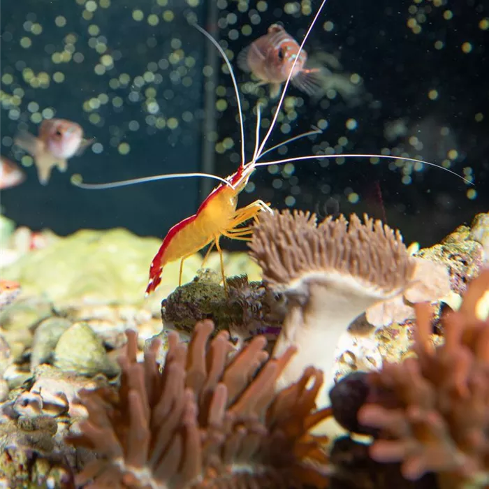 Alles an seinem Platz – der richtige Standort fürs Aquarium