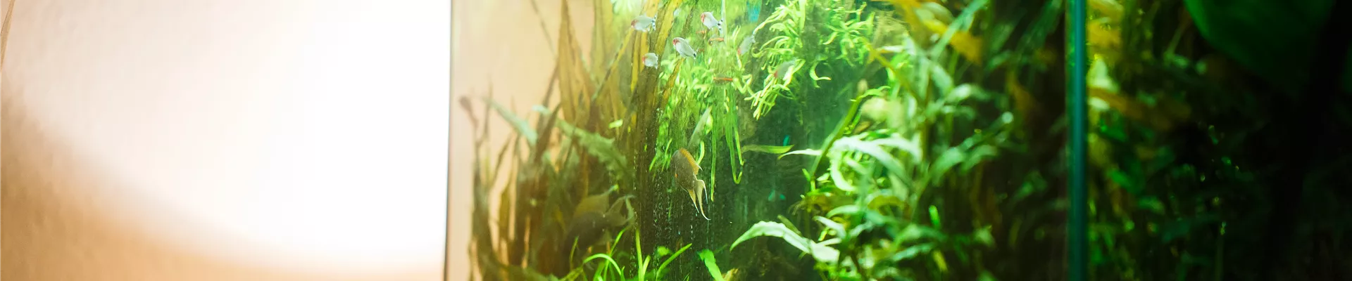 GS533981.jpg GS533981.jpg