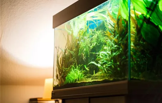 Aquascaping: Kunstvolle Aquariengestaltung Aquascaping: Kunstvolle Aquariengestaltung