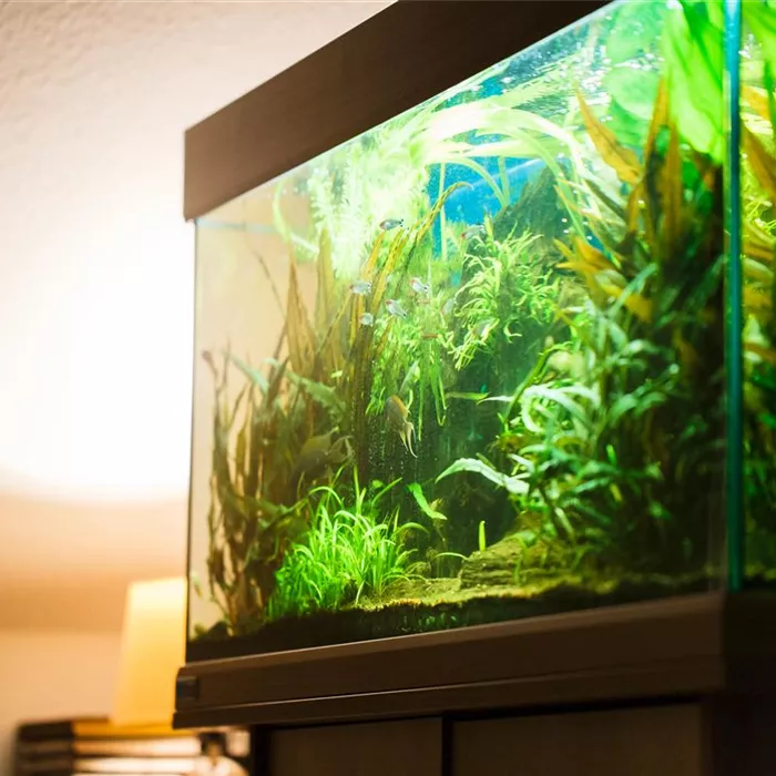 Aquascaping: Kunstvolle Aquariengestaltung Aquascaping: Kunstvolle Aquariengestaltung