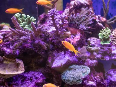 Fische online kaufen oder im stationären Handel? Fische online kaufen oder im stationären Handel?