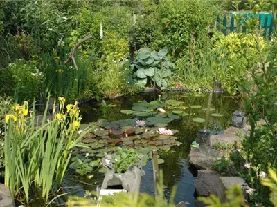Regenwasser im Gartenteich – mögen Fische das? Regenwasser im Gartenteich – mögen Fische das?