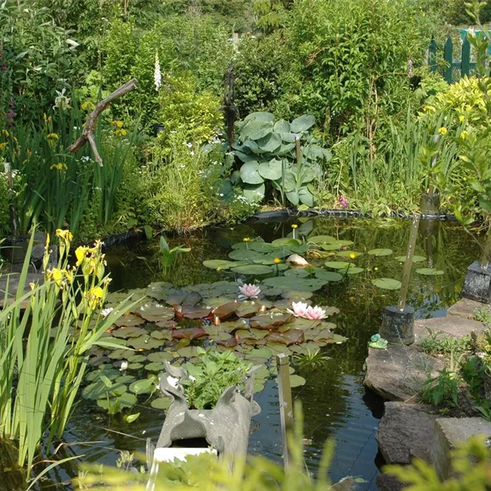 Regenwasser im Gartenteich – mögen Fische das? Regenwasser im Gartenteich – mögen Fische das?