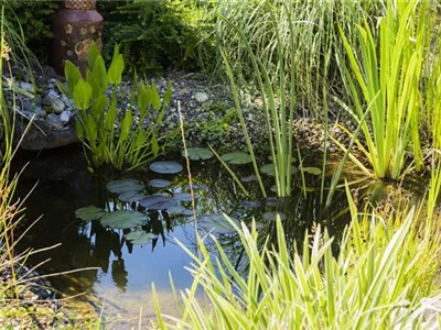 UV-C Strahlung – sauberes Teichwasser durch Sonnenlicht? UV-C Strahlung – sauberes Teichwasser durch Sonnenlicht?