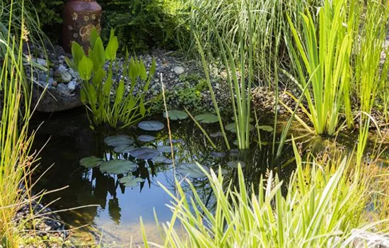 UV-C Strahlung – sauberes Teichwasser durch Sonnenlicht? UV-C Strahlung – sauberes Teichwasser durch Sonnenlicht?