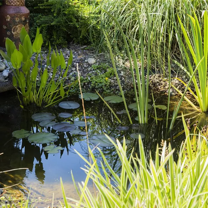 UV-C Strahlung – sauberes Teichwasser durch Sonnenlicht? UV-C Strahlung – sauberes Teichwasser durch Sonnenlicht?