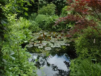Klares Wasser im Gartenteich – gut oder schlecht? Klares Wasser im Gartenteich – gut oder schlecht?