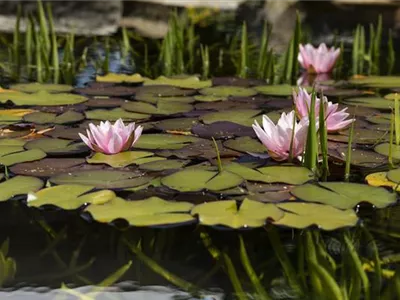 Glasklares Teichwasser durch Papierfilter Glasklares Teichwasser durch Papierfilter