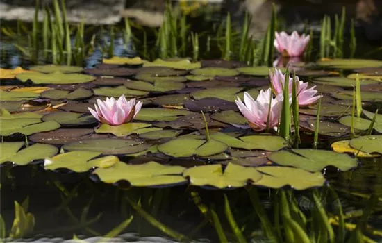 Glasklares Teichwasser durch Papierfilter Glasklares Teichwasser durch Papierfilter