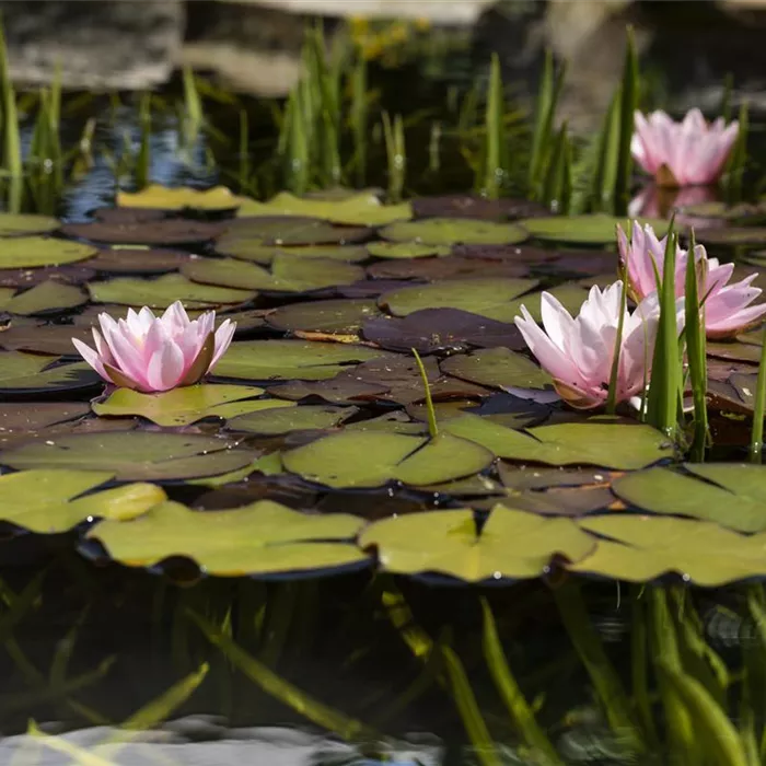 Glasklares Teichwasser durch Papierfilter Glasklares Teichwasser durch Papierfilter