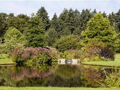 Kleiner Teich, kleiner Fisch – großer Teich, großer Fisch? Kleiner Teich, kleiner Fisch – großer Teich, großer Fisch?