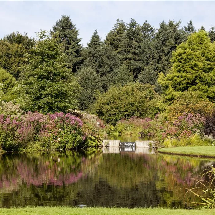Kleiner Teich, kleiner Fisch – großer Teich, großer Fisch? Kleiner Teich, kleiner Fisch – großer Teich, großer Fisch?
