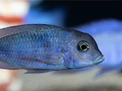 Fische transportieren: Vom Fachhandel ins Aquarium  Fische transportieren: Vom Fachhandel ins Aquarium