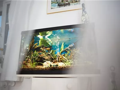 Kleine Helferlein, große Wirkung: Praktische Tools fürs Aquarium Kleine Helferlein, große Wirkung: Praktische Tools fürs Aquarium