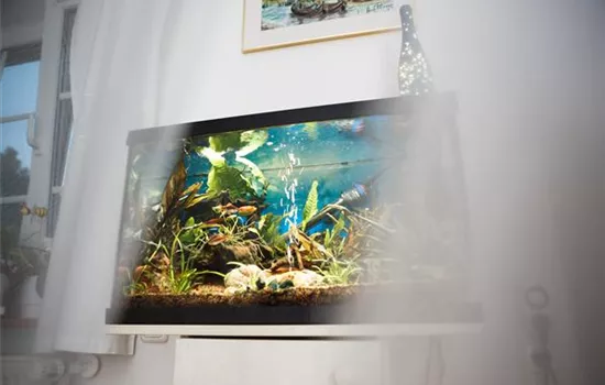 Kleine Helferlein, große Wirkung: Praktische Tools fürs Aquarium Kleine Helferlein, große Wirkung: Praktische Tools fürs Aquarium