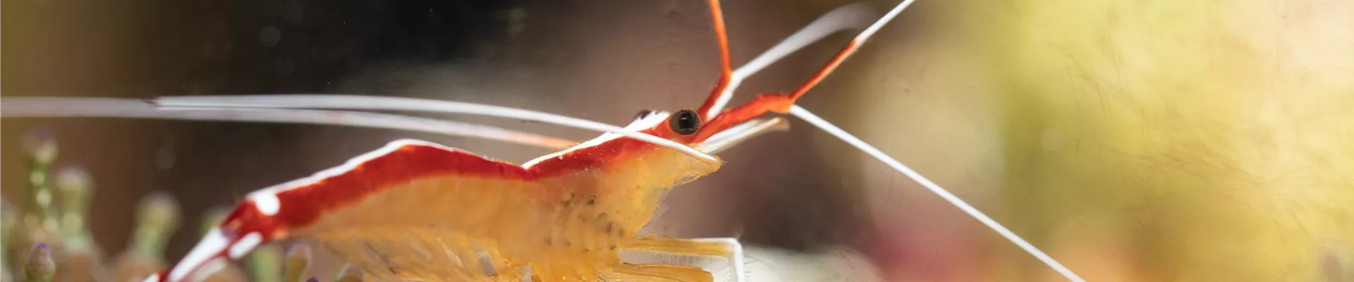 GS621108.jpg GS621108.jpg