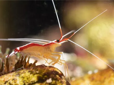 Putzkolonne unter Wasser: Nützlinge im Aquarium