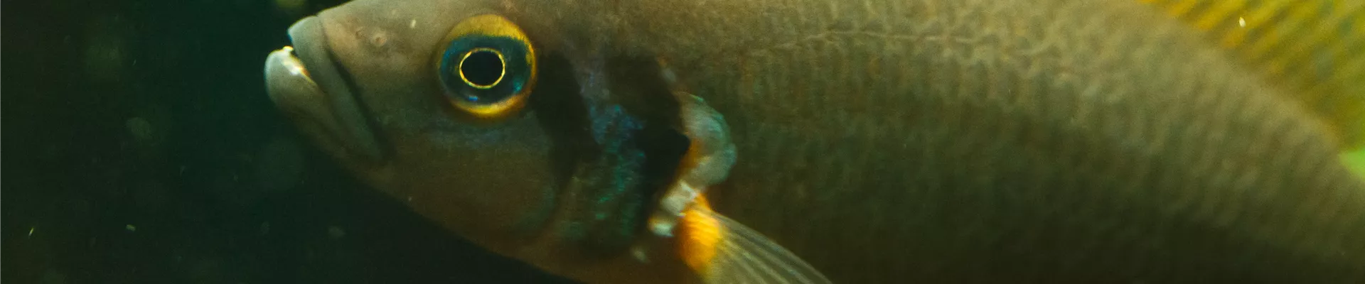 GS533975.jpg GS533975.jpg