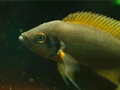 Salzbehandlung bei Fischen: Erste Hilfe mit Kochsalz