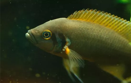 Salzbehandlung bei Fischen: Erste Hilfe mit Kochsalz