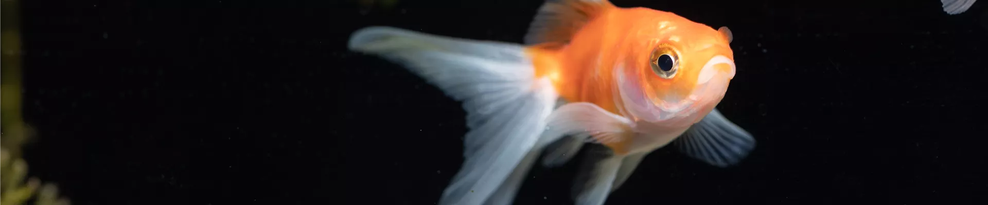 GS621070.jpg GS621070.jpg