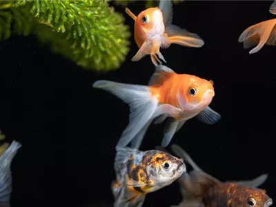 Schuppige Nachbarn: Aquarium-Besatz für Süßwasser und Meerwasser