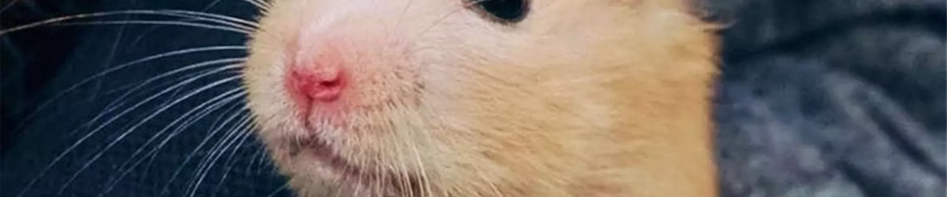 hamster.jpg hamster.jpg