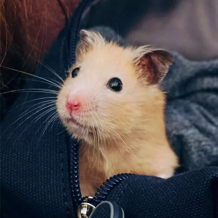 Steckbrief - Hamster Steckbrief - Hamster