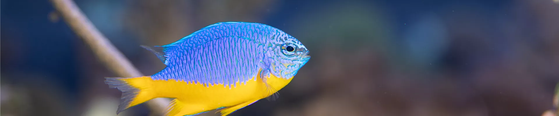 GS621101.jpg GS621101.jpg