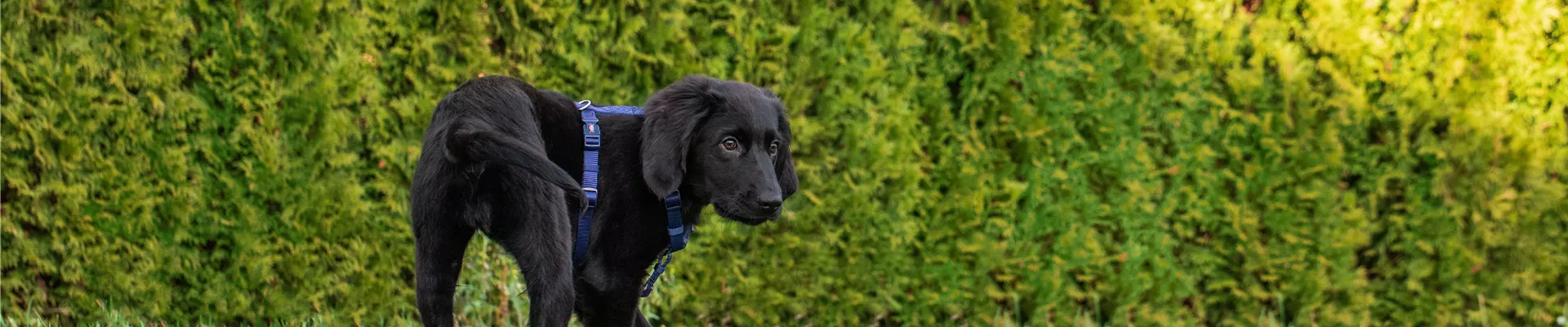 GS606009.jpg GS606009.jpg