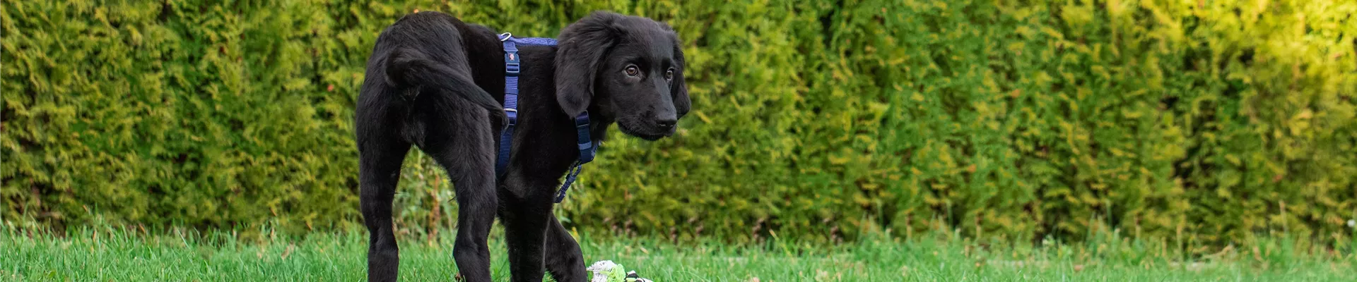 GS606009-0-1785-6720-1440.jpg GS606009-0-1785-6720-1440.jpg