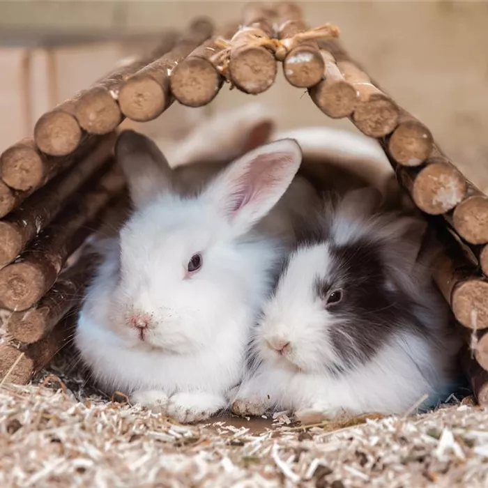 Steckbrief - Kaninchen Steckbrief - Kaninchen