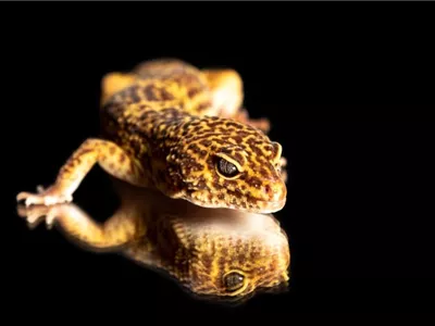 Steckbrief - Leopardgecko