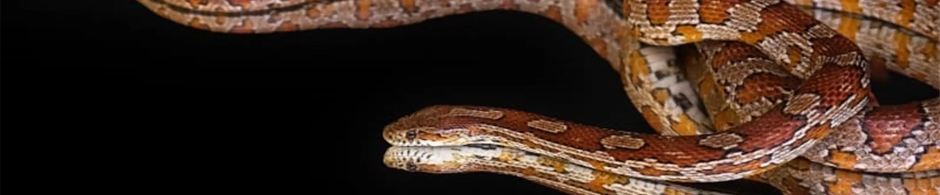 Burkart_Rueckblicke0124.jpg Burkart_Rueckblicke0124.jpg